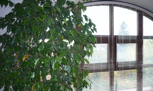 Jalousien K-design für Bogenfenster